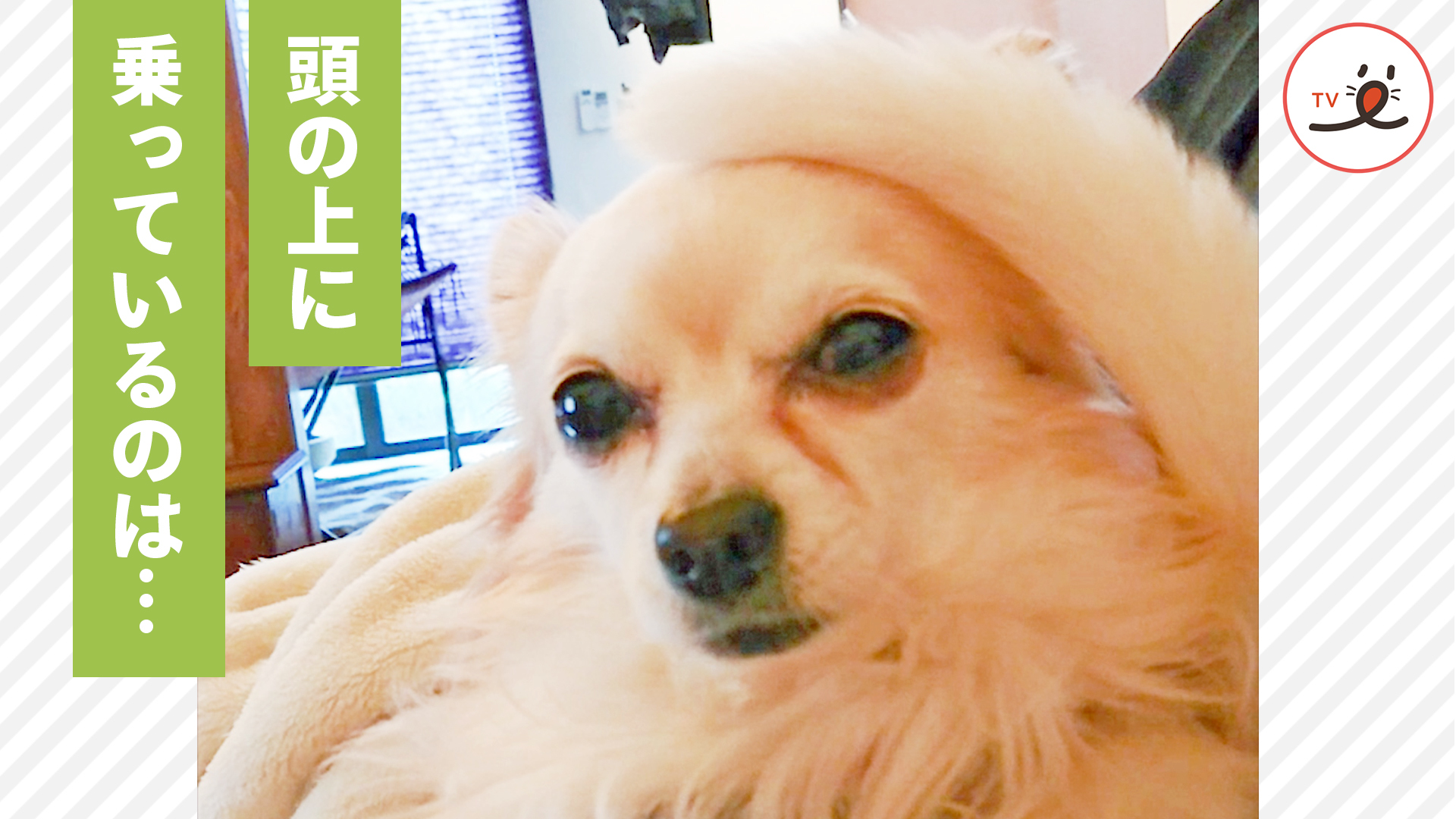 チワワさんのお顔をペシペシしているのは……！？