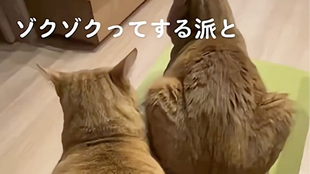 ゾクゾクする派としない派