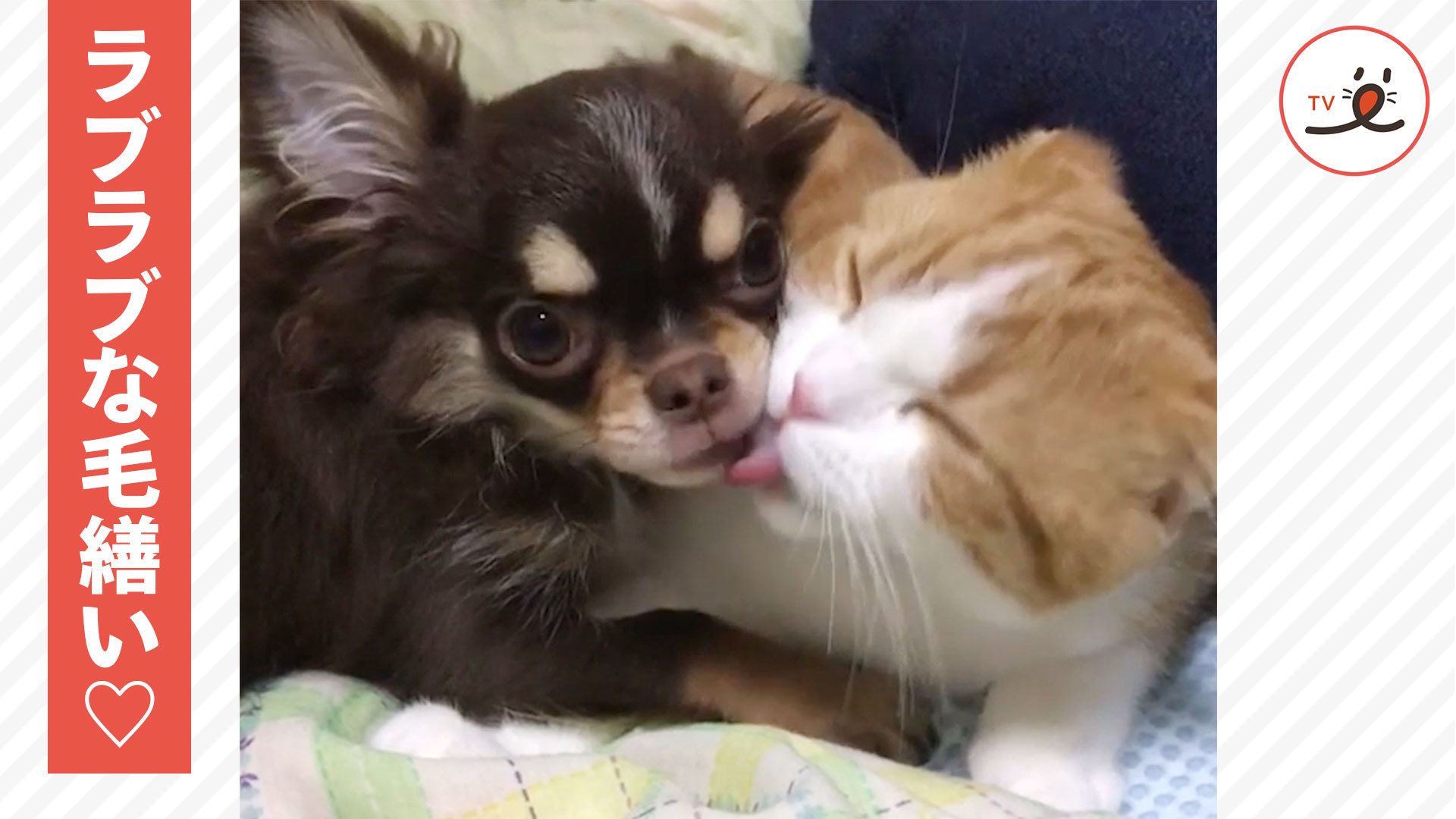 飼い主さんも入れない、ふたりだけの世界♡