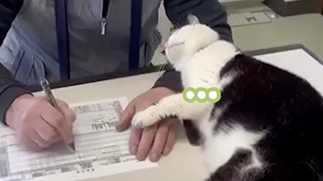 会社猫ふくちゃんの日常♡