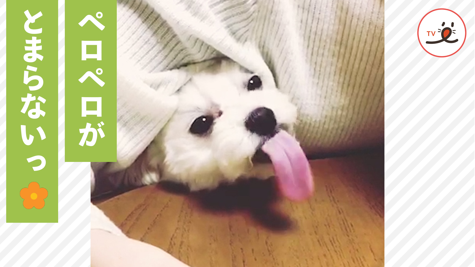 飼い主さんのご飯を目の前にしたら……♪