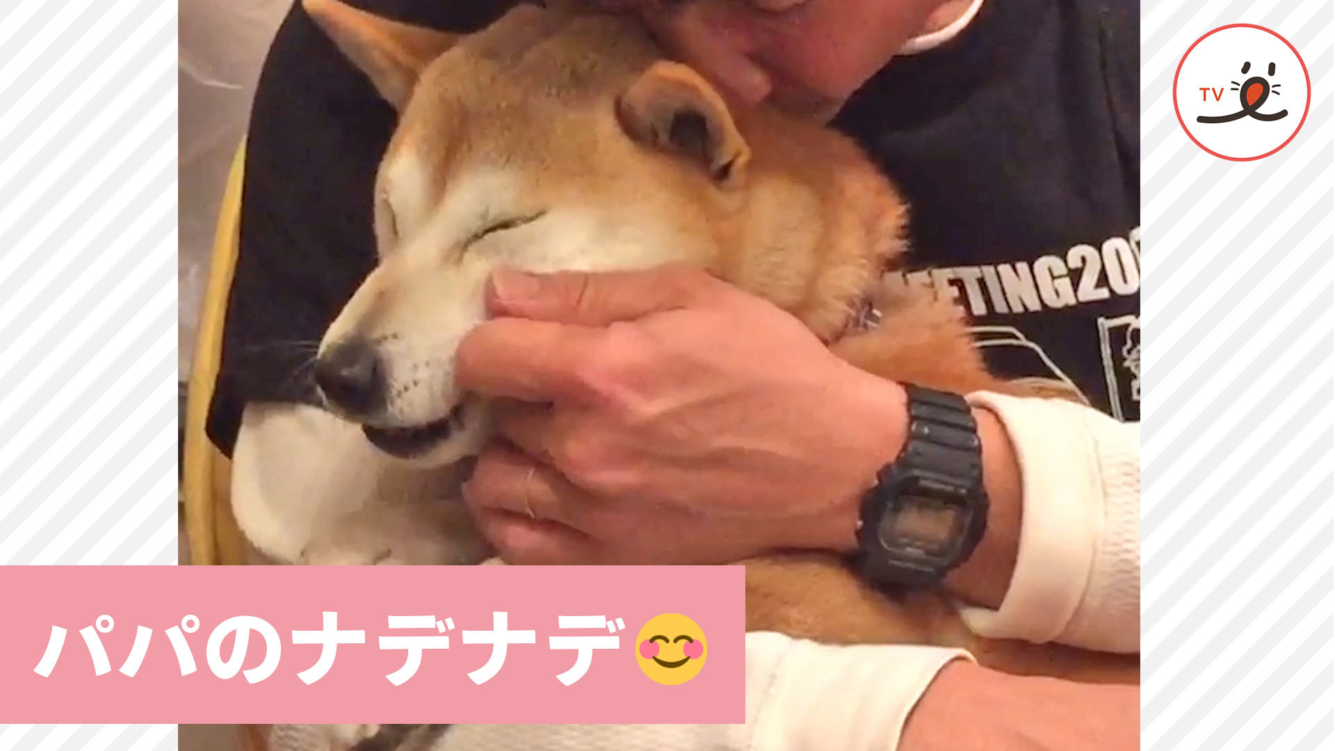 柴犬さんの気分が上がる、パパのナデナデ♪