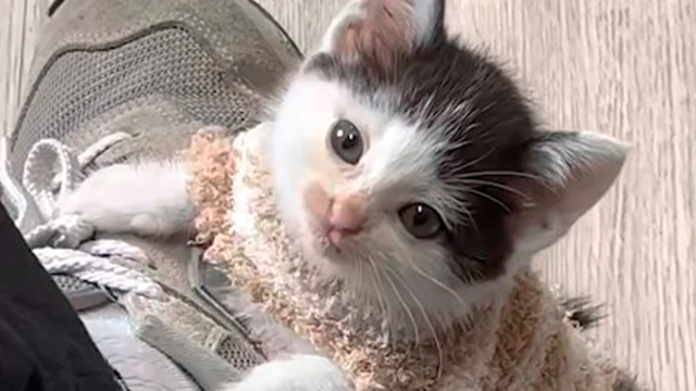 子猫が足にくっつきました…