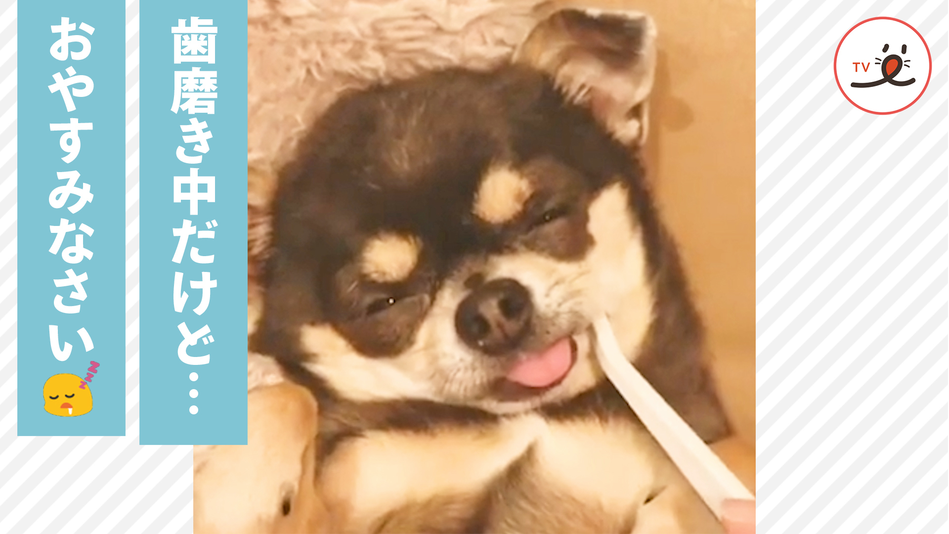ワンコさんが、歯磨きの途中で……！？