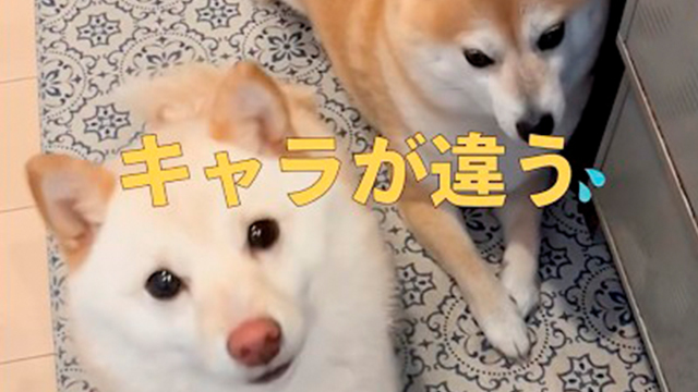 個性が光る２匹