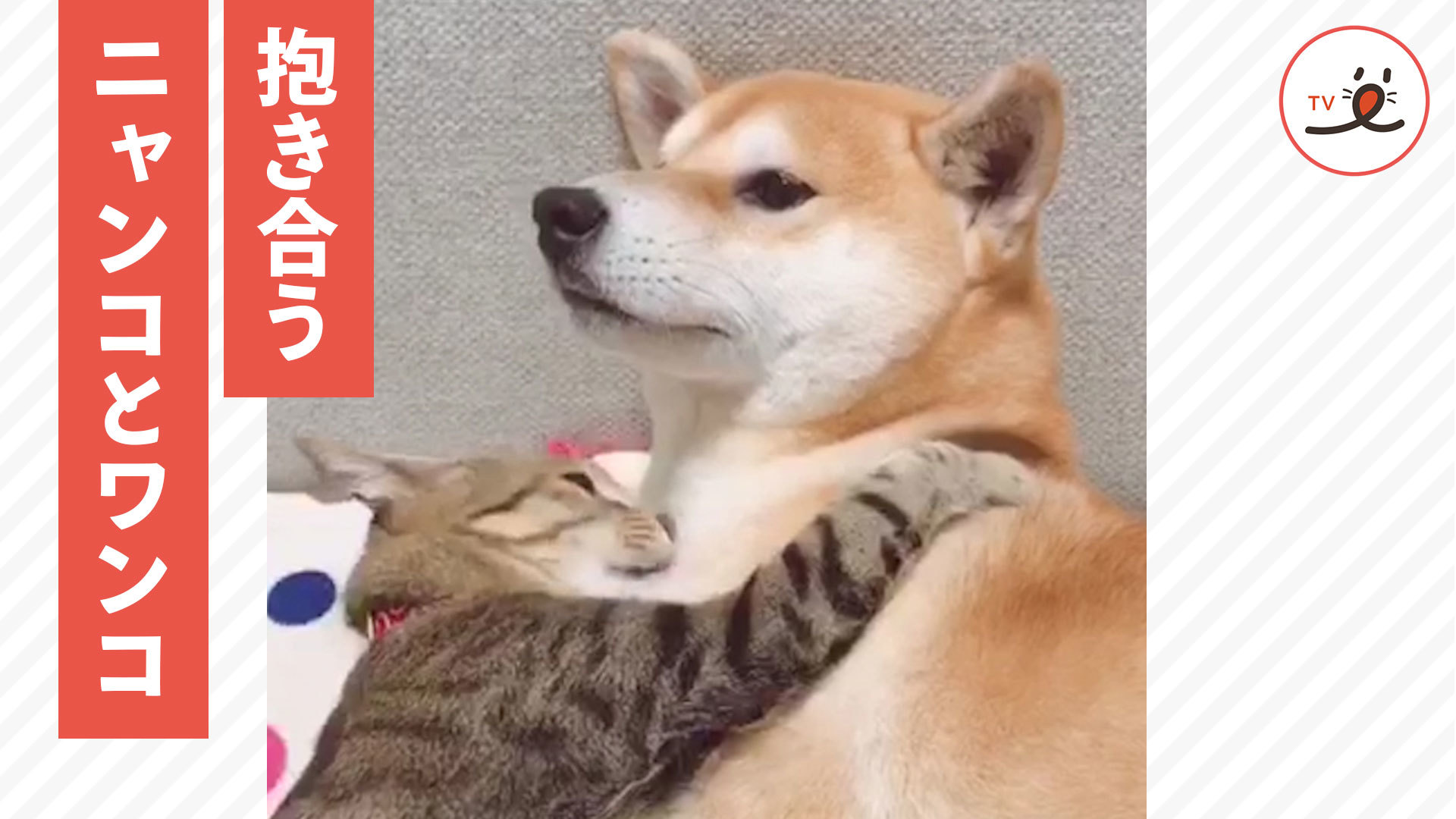 受け止めきれない！？ ニャンコの愛情♡