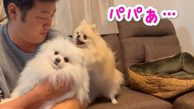 わたし以外のポメに…！