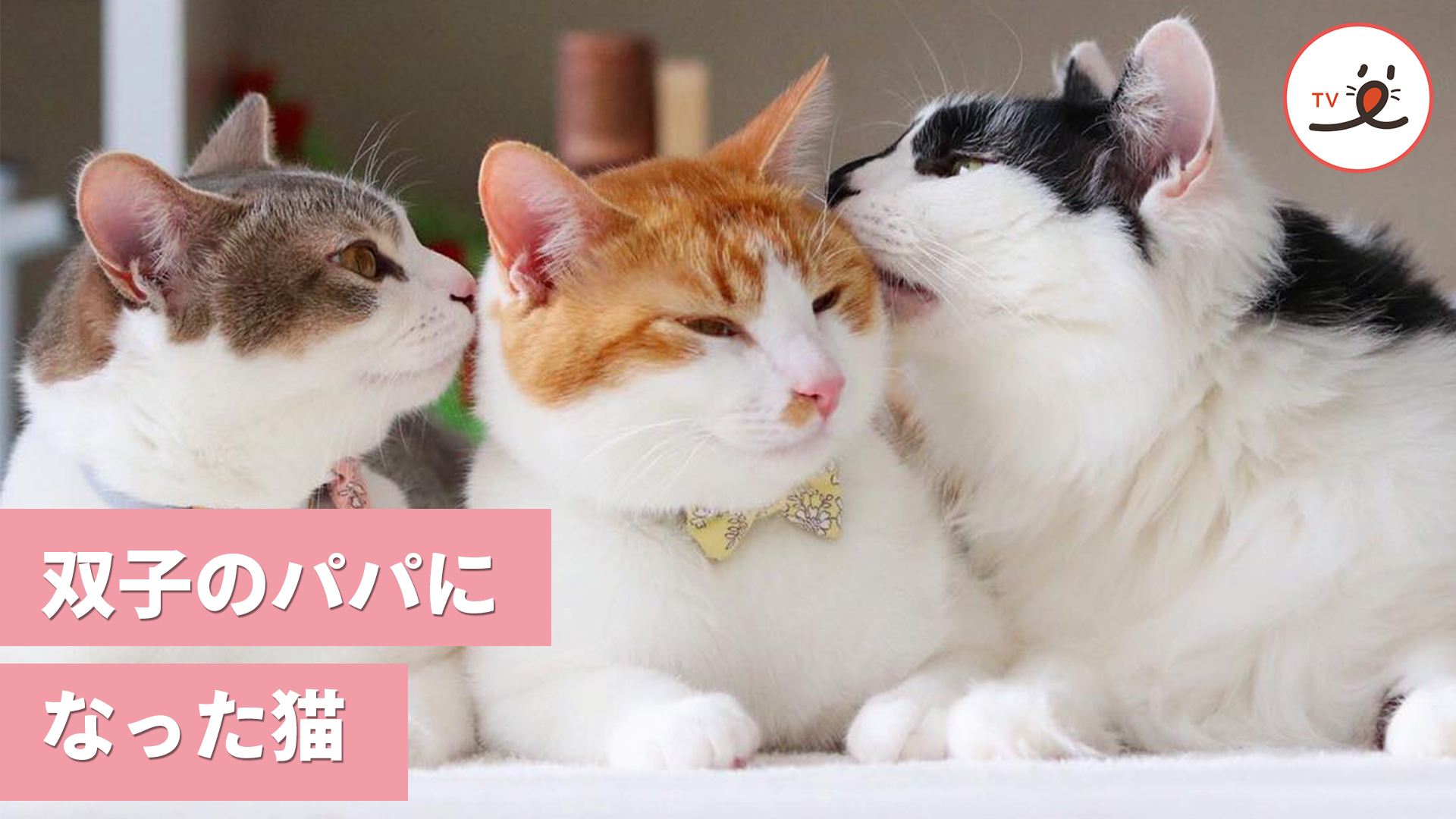 双子の姉弟猫がやってきた！ 先住猫さんは……