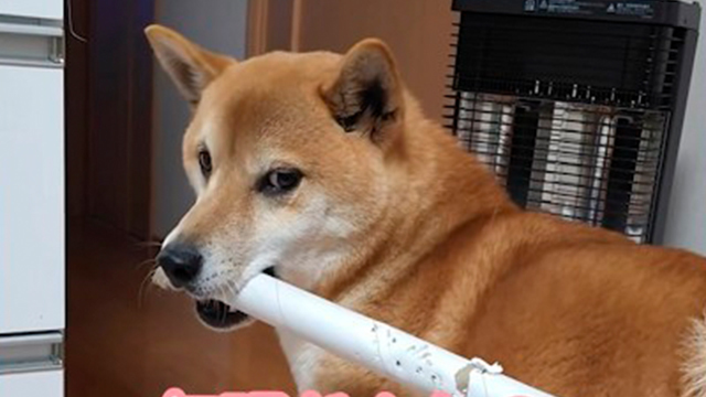 なぜか通れない柴犬さん