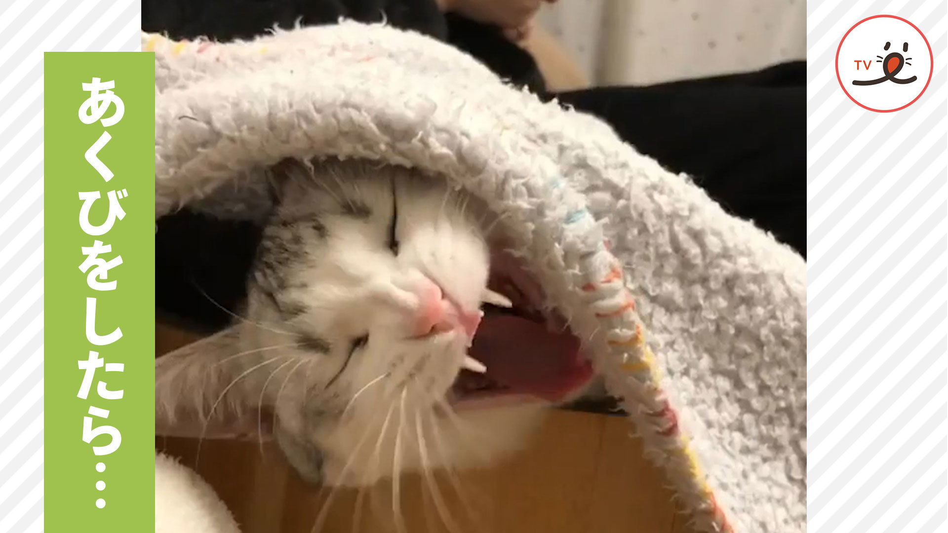 思わずあくびと一緒に……ニャ～ン♪