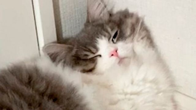 おねむでもちゃんとしっぽでお返事してくれる猫さん