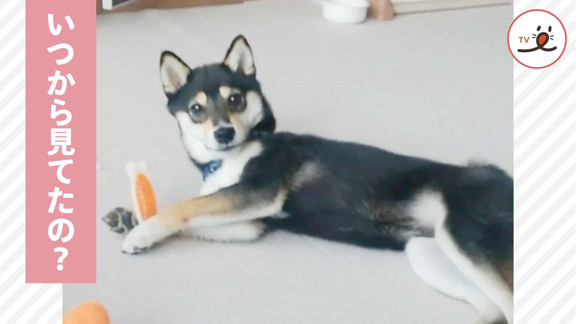 ワンコが我に返る瞬間……！