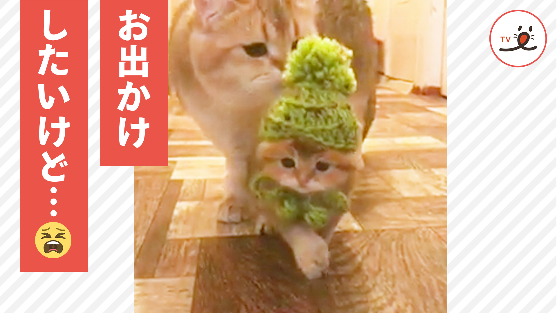 子猫ちゃんが冒険しようとすると背後から……！？