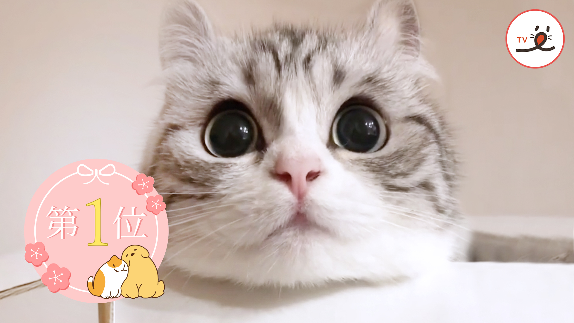 人気動画🏆 癒し系のマンチカン😽 まん丸おめめの「こまるちゃん」って