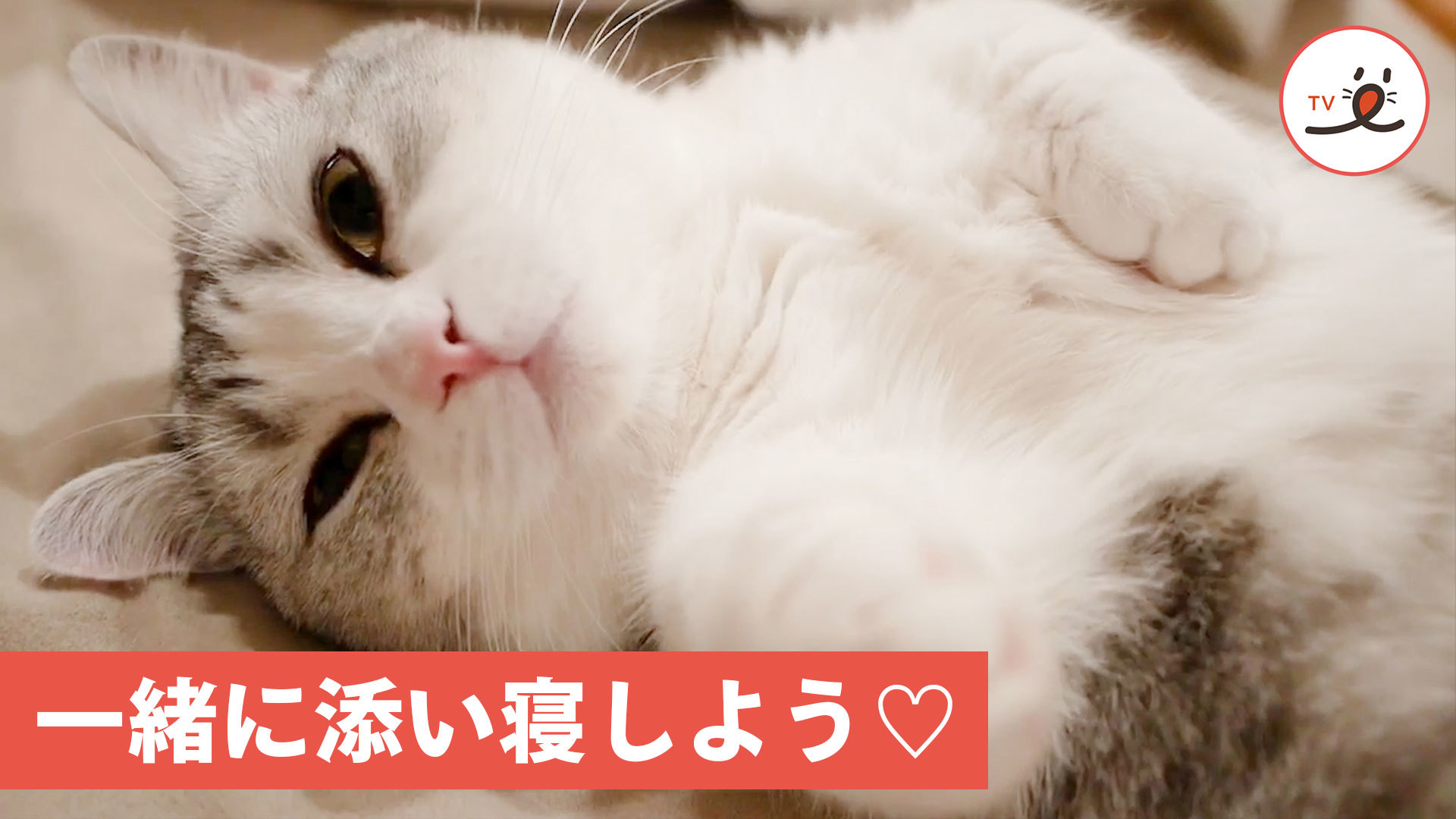 ニャンコから「おやすみ」の挨拶♪