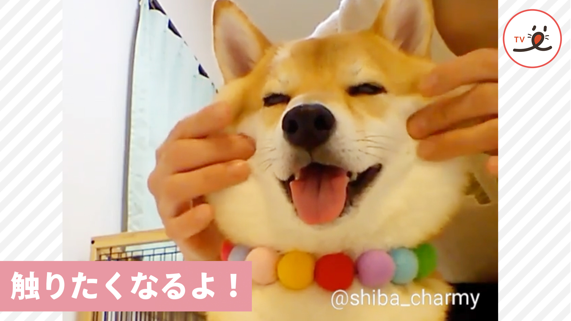 これは……触らずにはいられないッ！