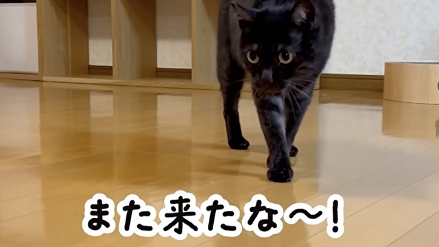 掃除機に立ち向かう勇敢な猫さん