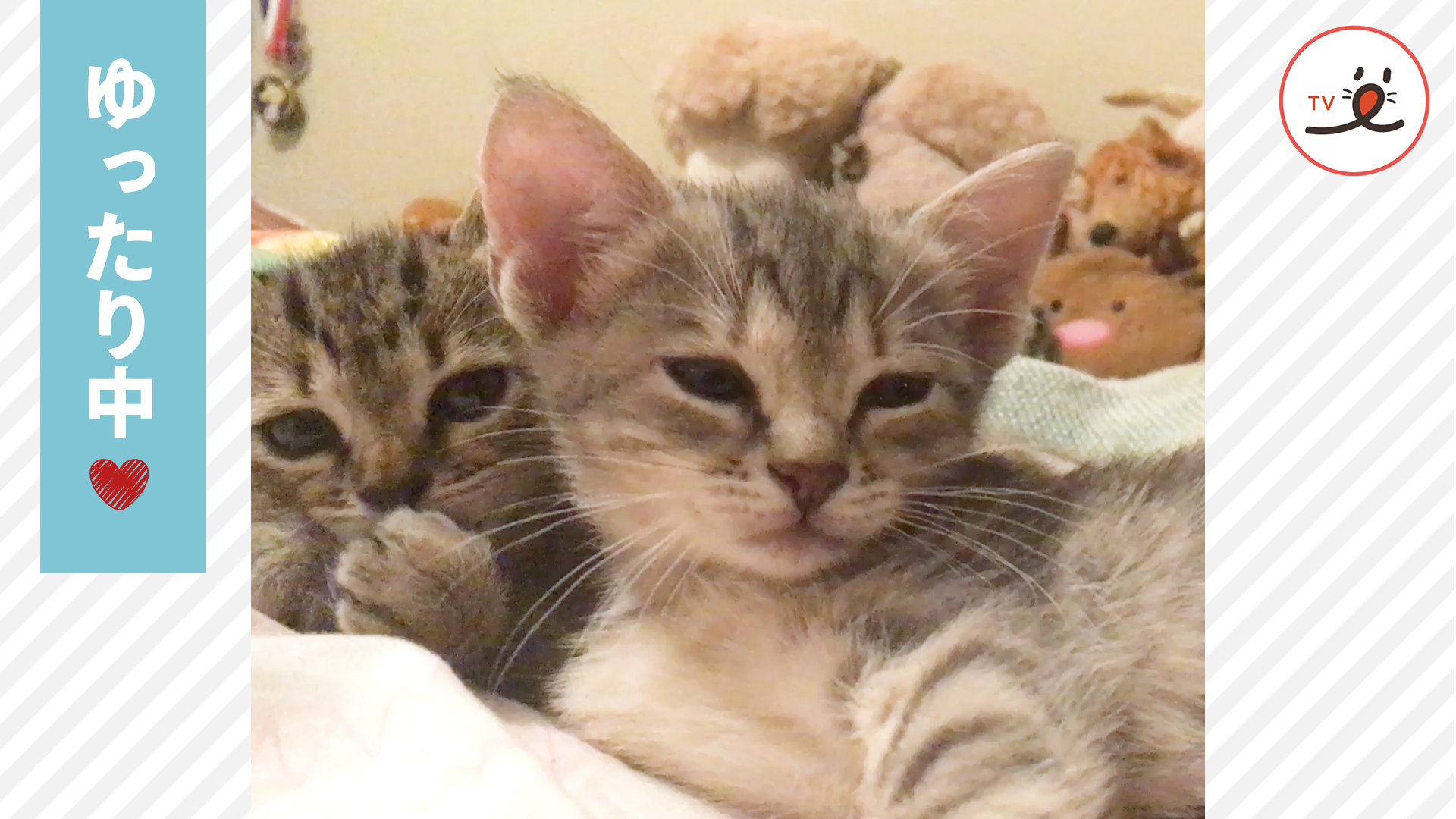 子猫ちゃんが集まって自由気ままに過ごす……♪