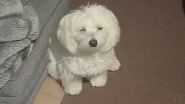 夜勤から帰ると愛犬が待ってた