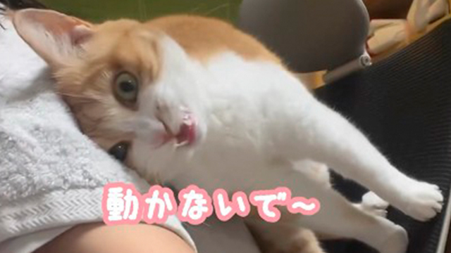 横向きで座る猫