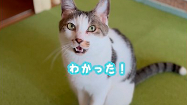 「わかった！」と言う猫さん