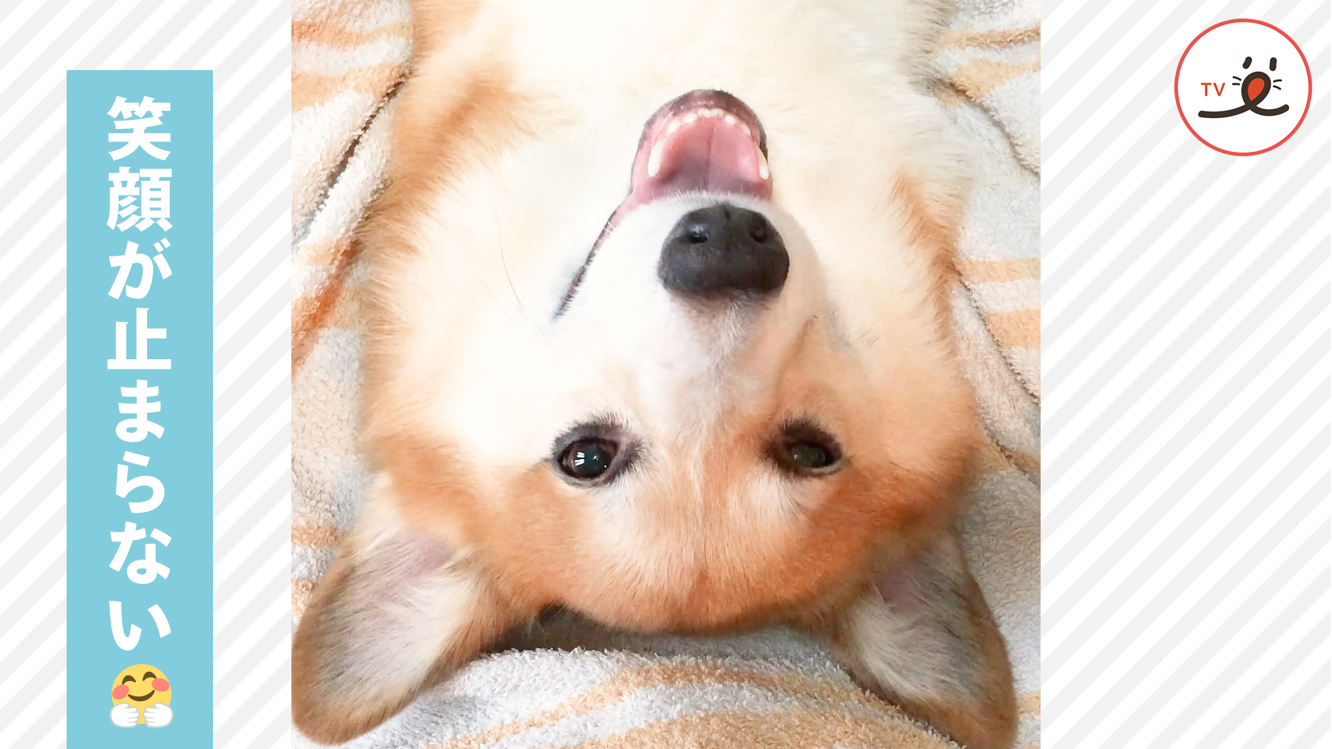 お散歩の余韻に浸るコーギーさん♪