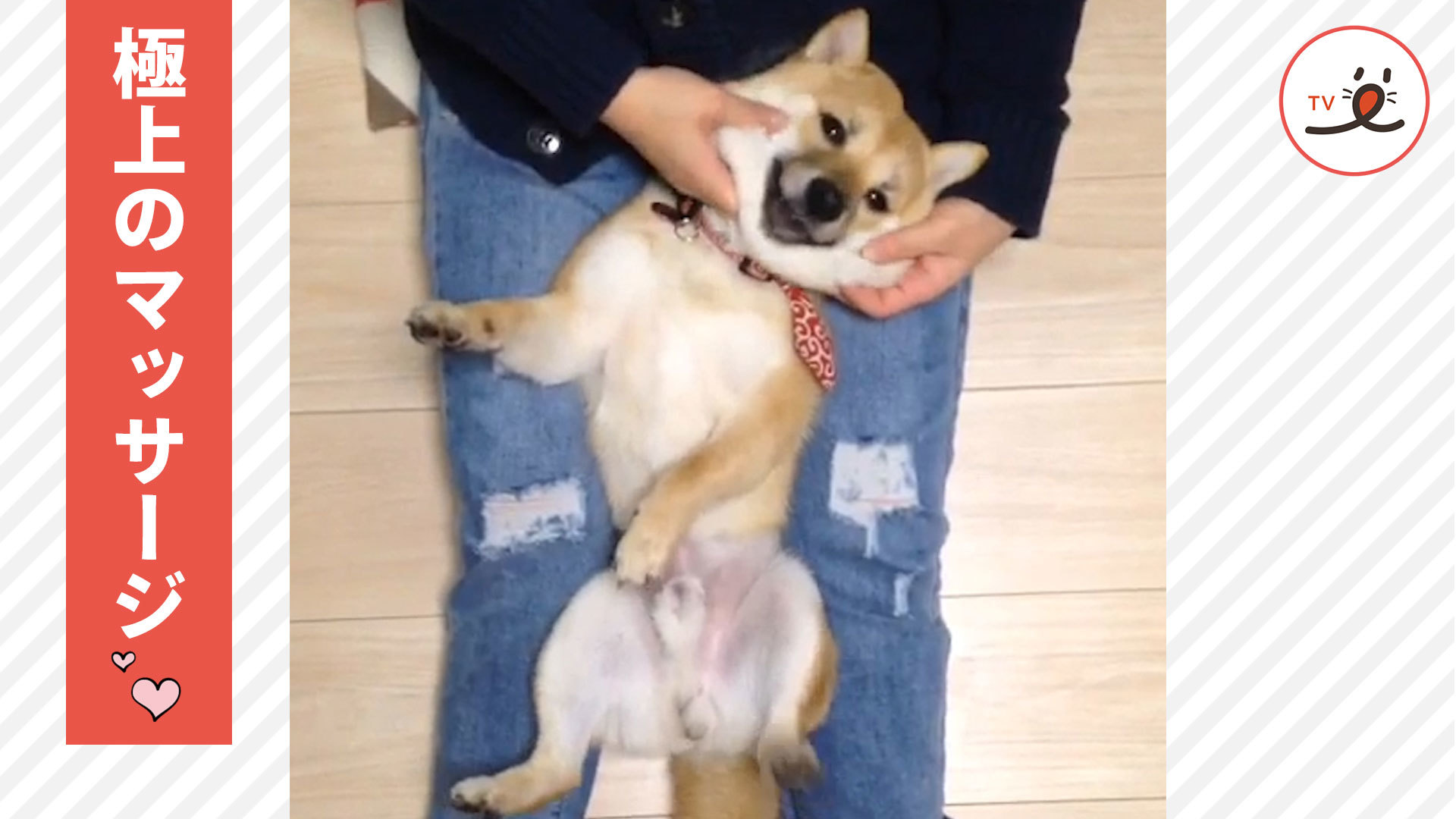 お顔マッサージで寝落ちする柴犬さん