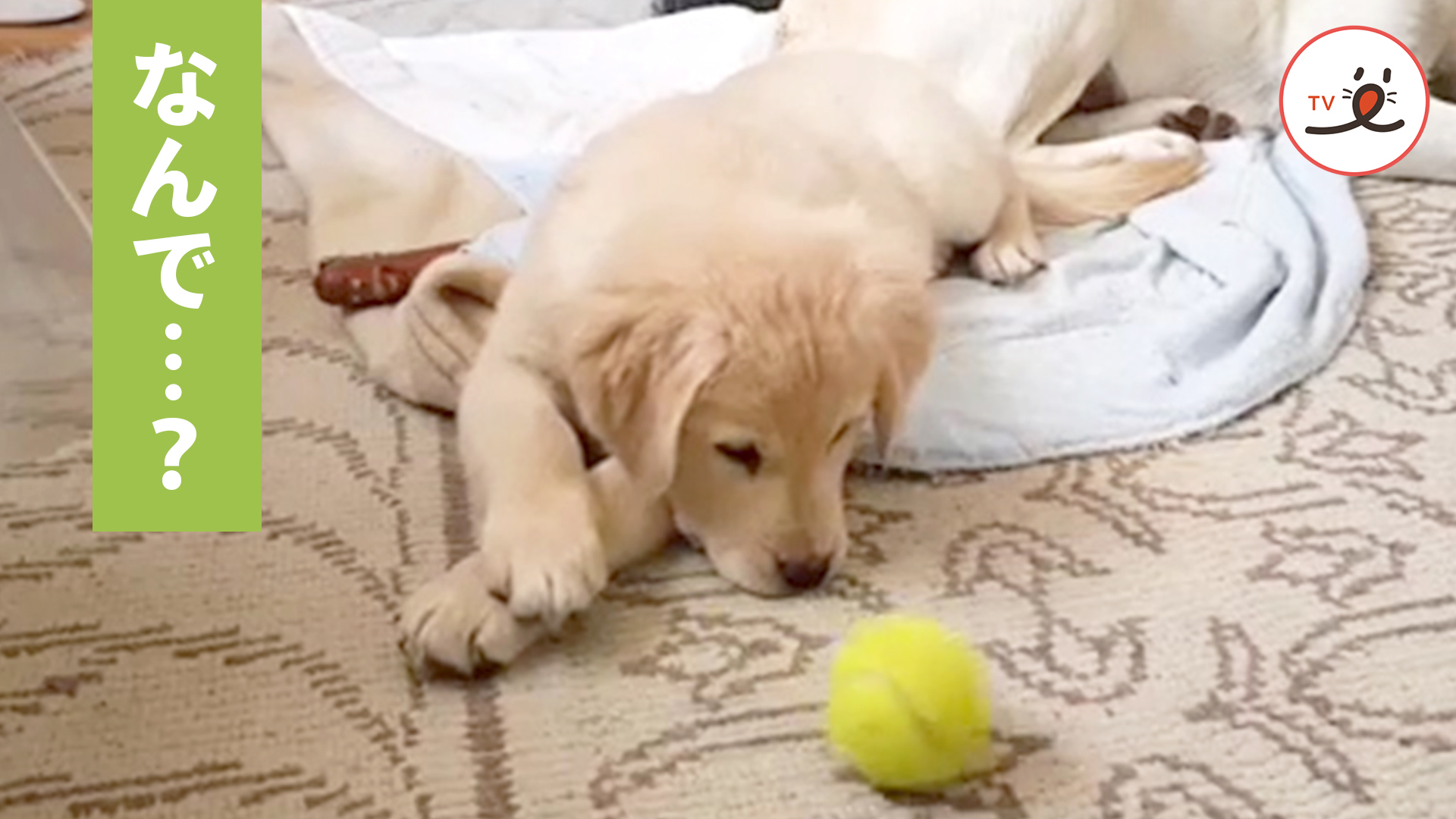 ボールが思い通りにならず……イライラ！？