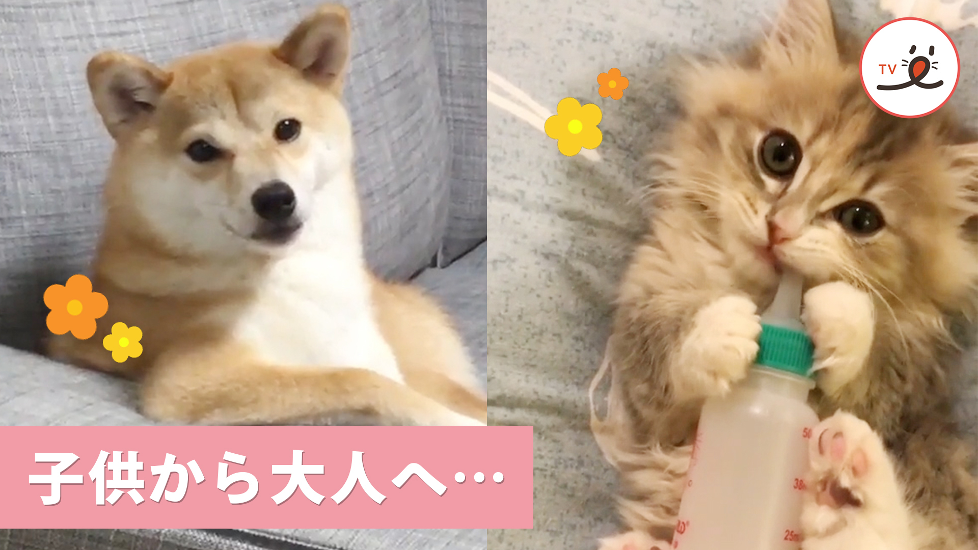体も心もいたずらの知恵も！？ 成長してくペットたち