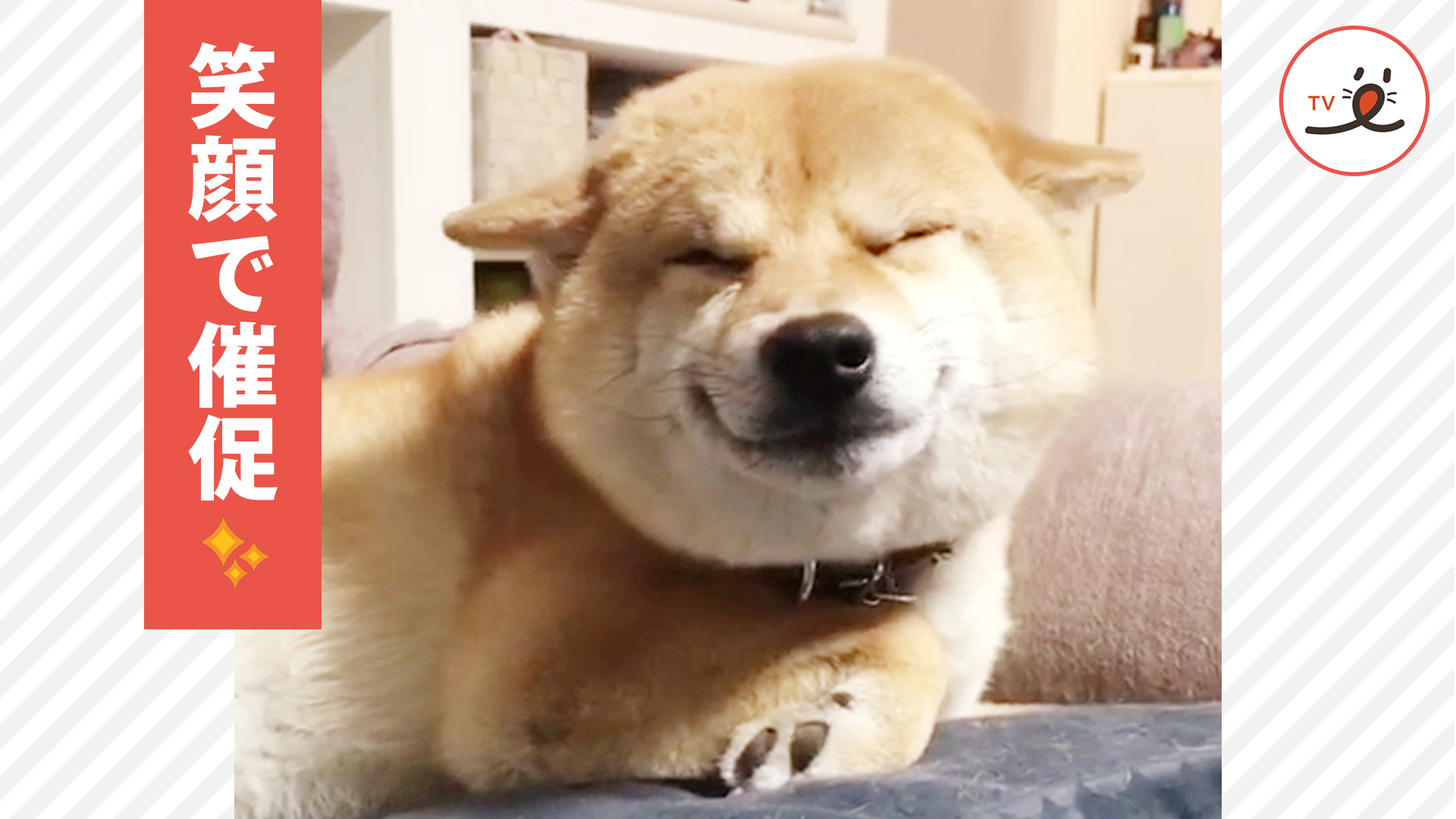 お出迎えするワンコの表情が愛おしい♡