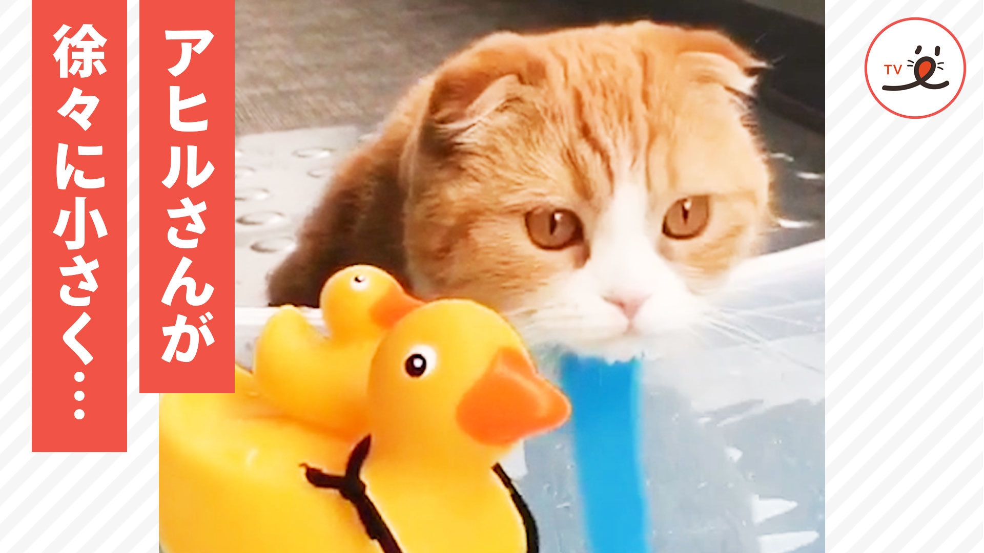 アヒルのオモチャと水遊びするニャンコ♪