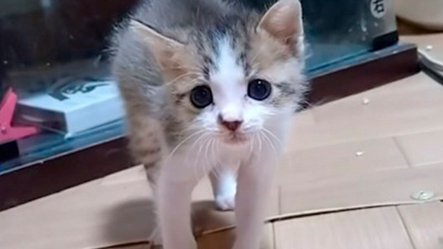 保護子猫さんの初めての威嚇が…