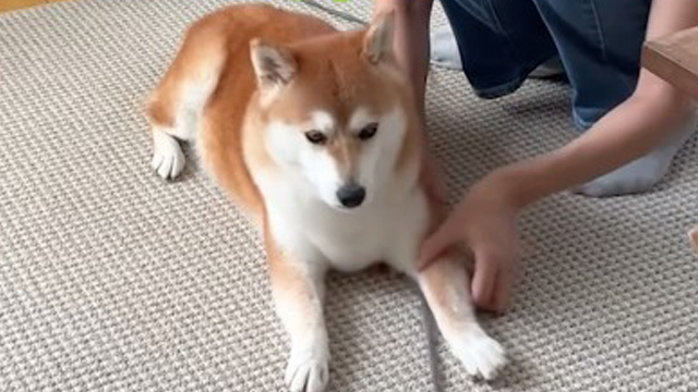 掃除に一手間を加えてくれる柴犬さん