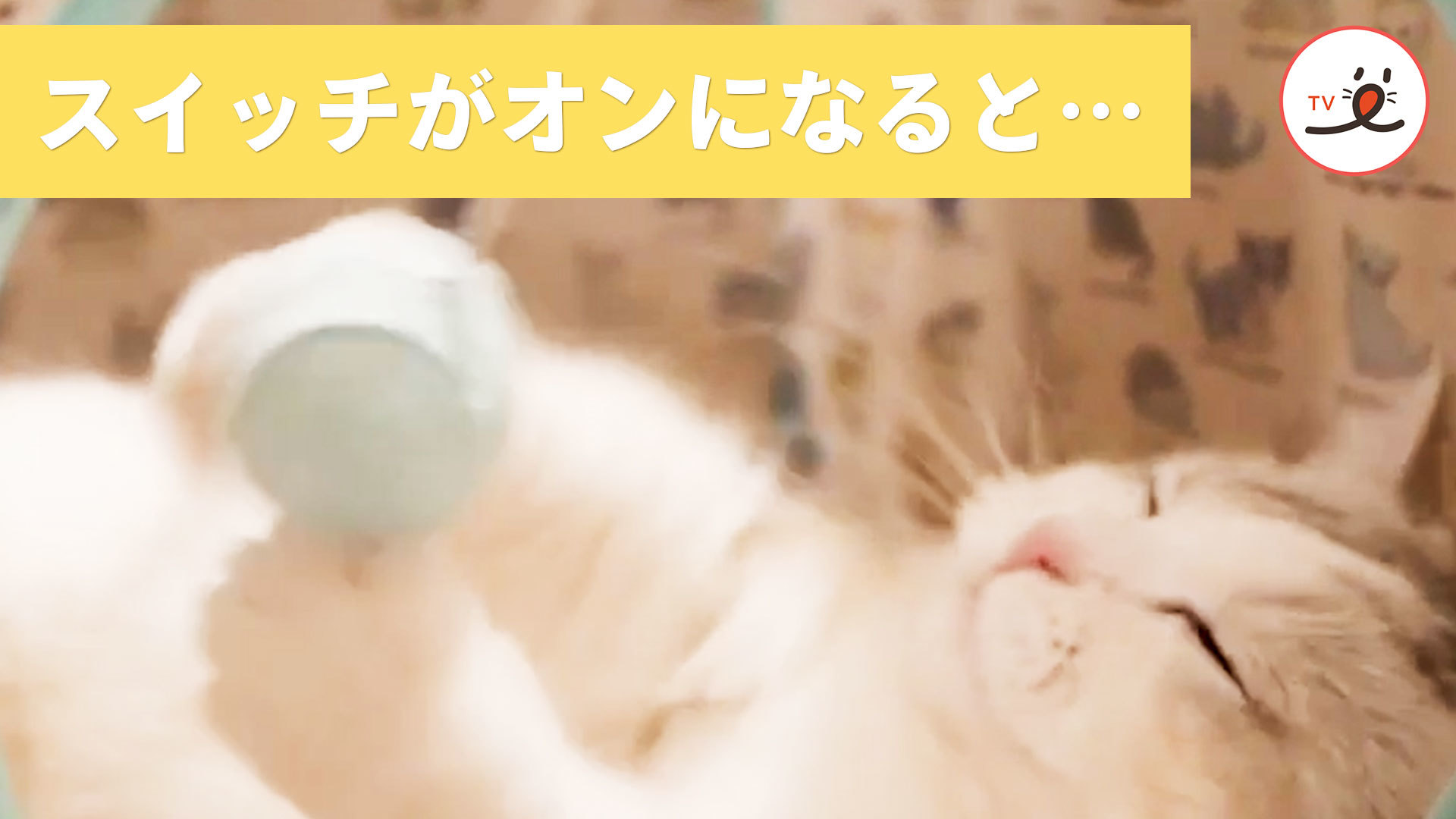 やる気スイッチオンで奮い立つニャンコ🐾 | PECO（ペコ）
