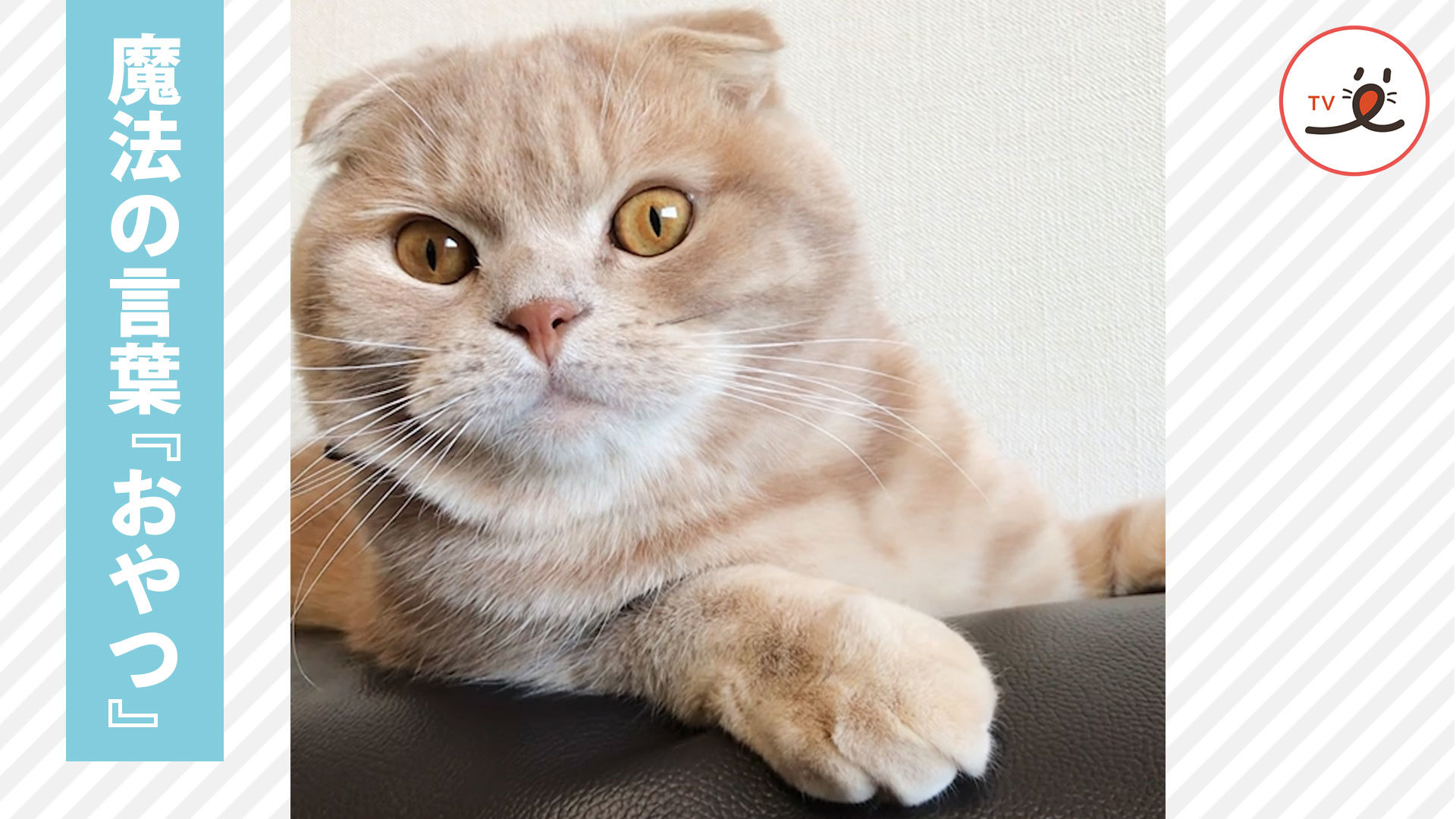 “おやつ” は無視できにゃい！