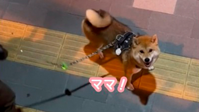 【検証】散歩中の愛犬に突然声をかけてみた！