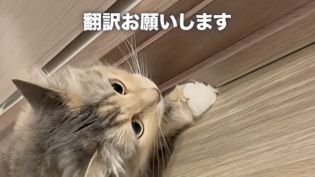 なんて言ってるの？