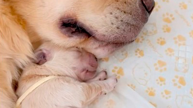 寝姿そっくり親子