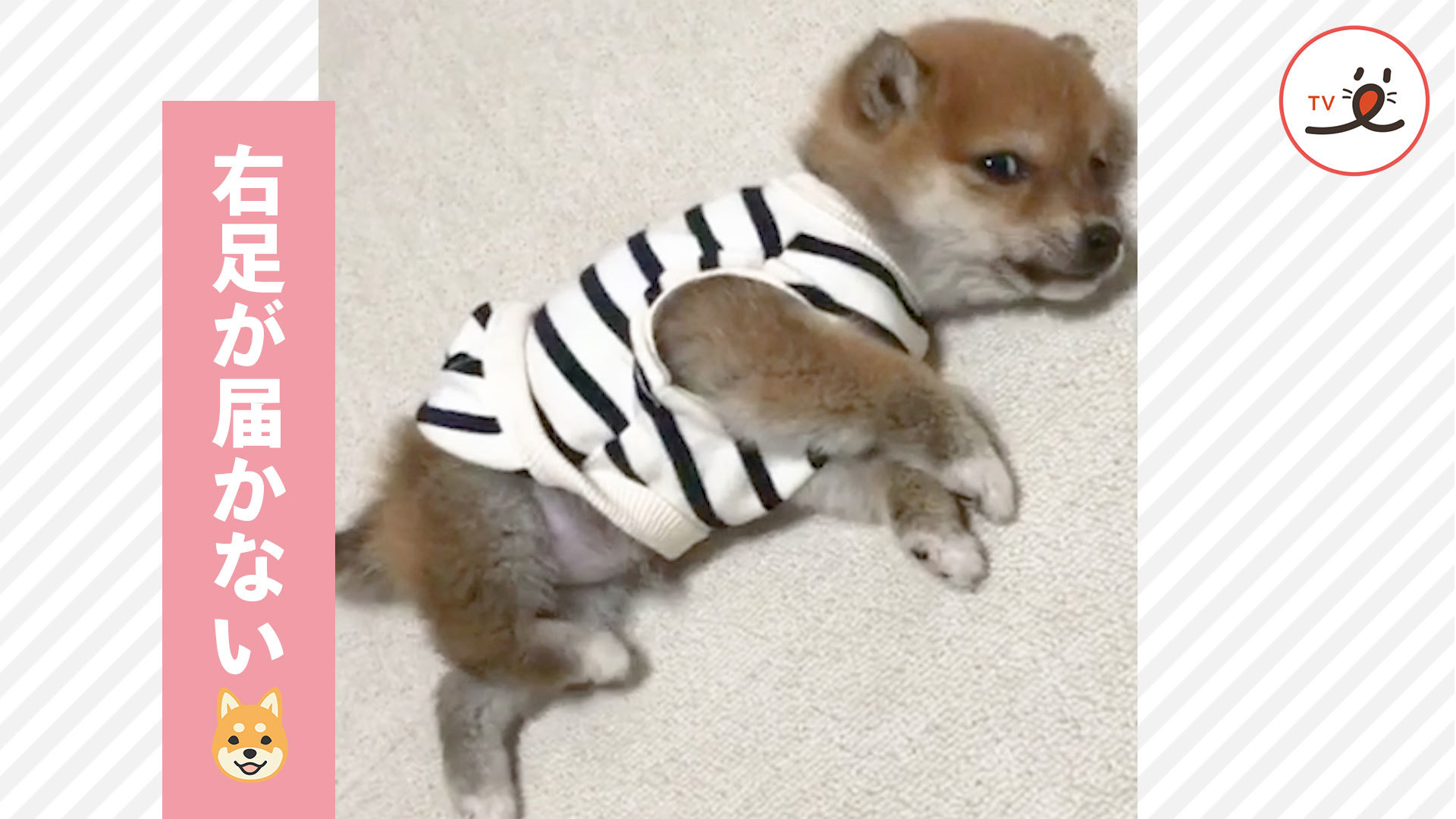 後ろ足で頭をカキカキするはずが……！？