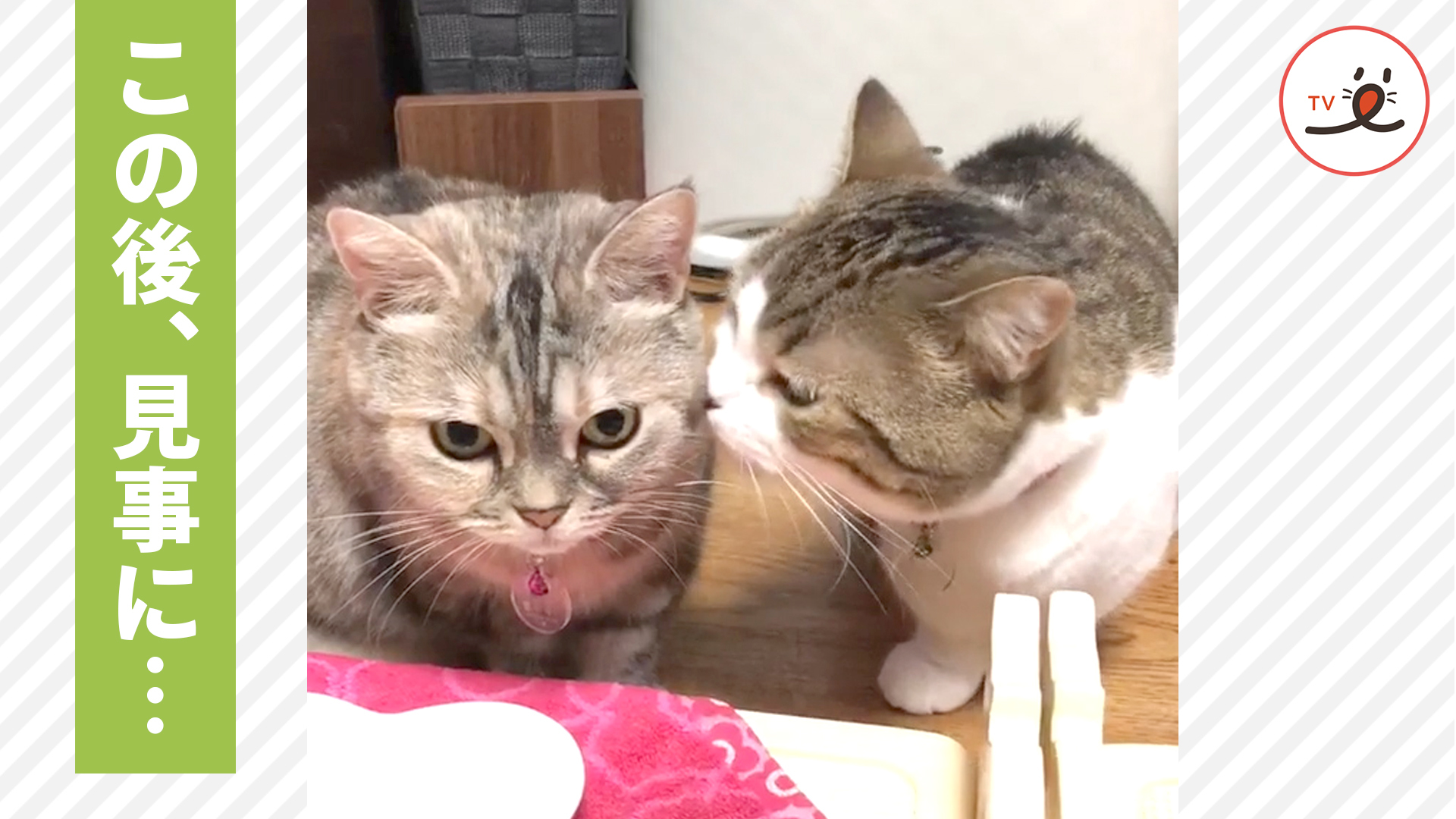 近づいてくる弟猫に制裁！ いったい何が……？