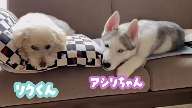 果たしてハスキーさんは“添い寝”できるのか…