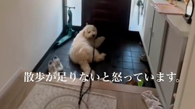 駄々をこねるワンコへの秘策…