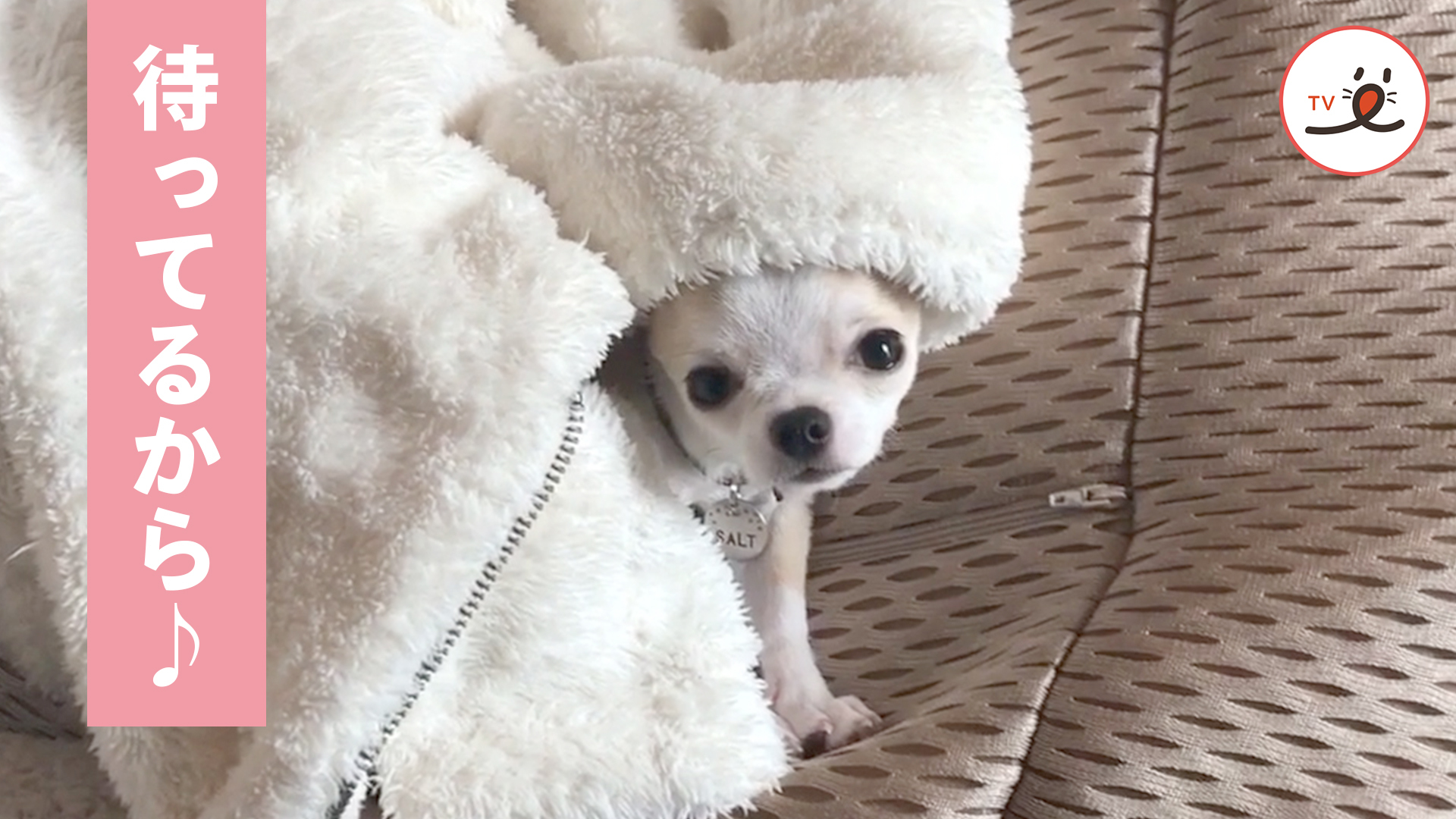 タオルからひょっこり顔を出すワンコに釘づけ♡