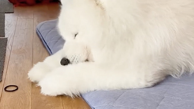 顔の洗い方が可愛すぎるんですが！！！