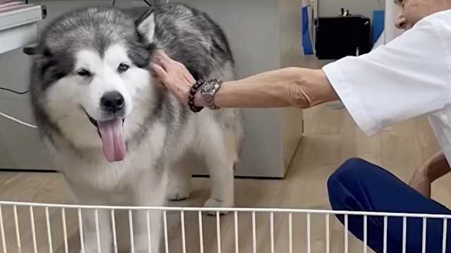 そろそろ離れたいマラミュートさん