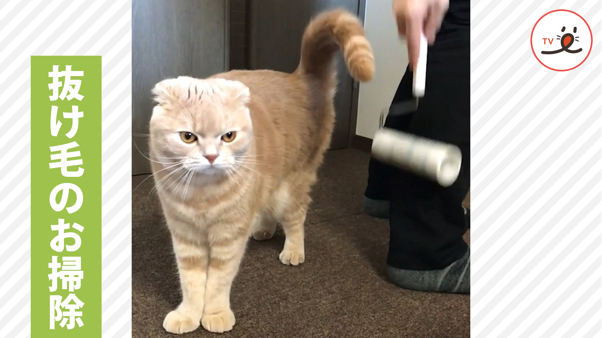 洋服に着いた猫の毛を掃除していたら……！？