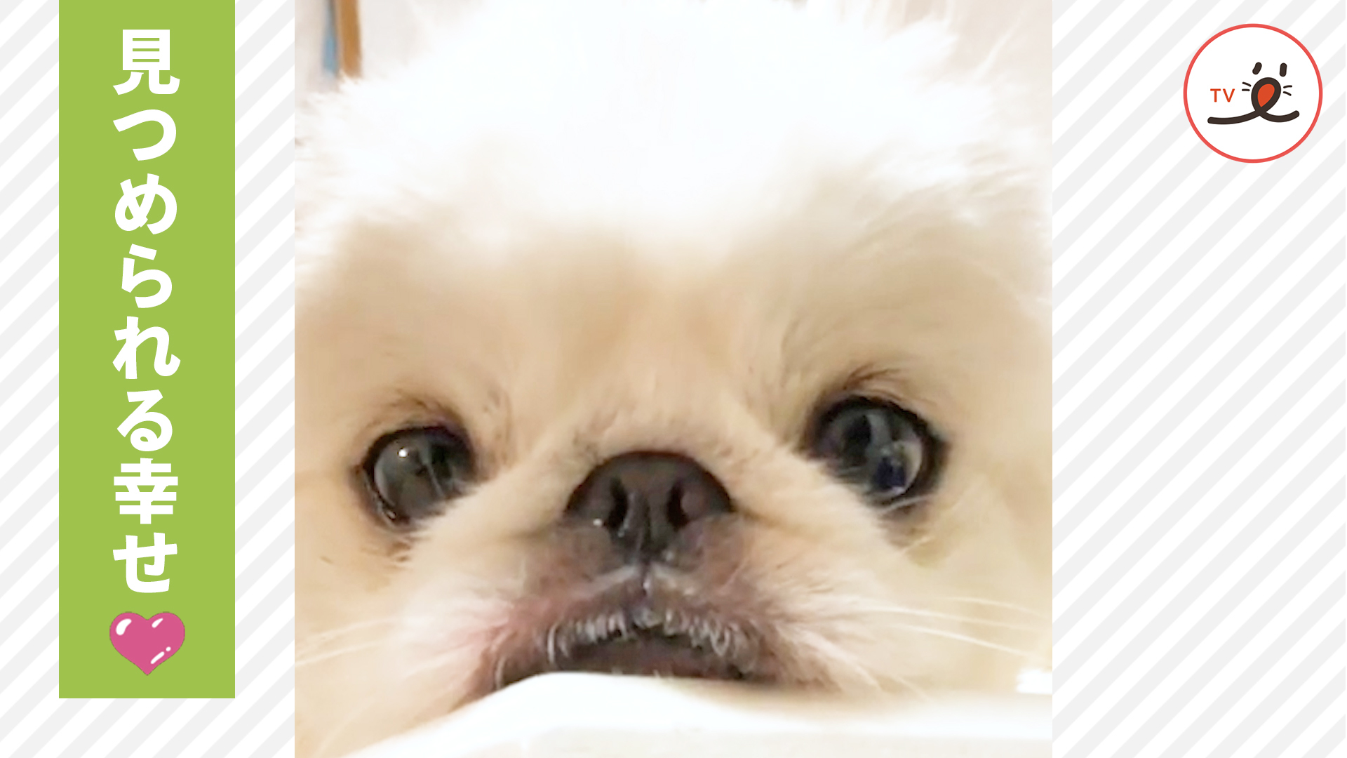 まん丸おめめのワンコ♡ 何を考えている？