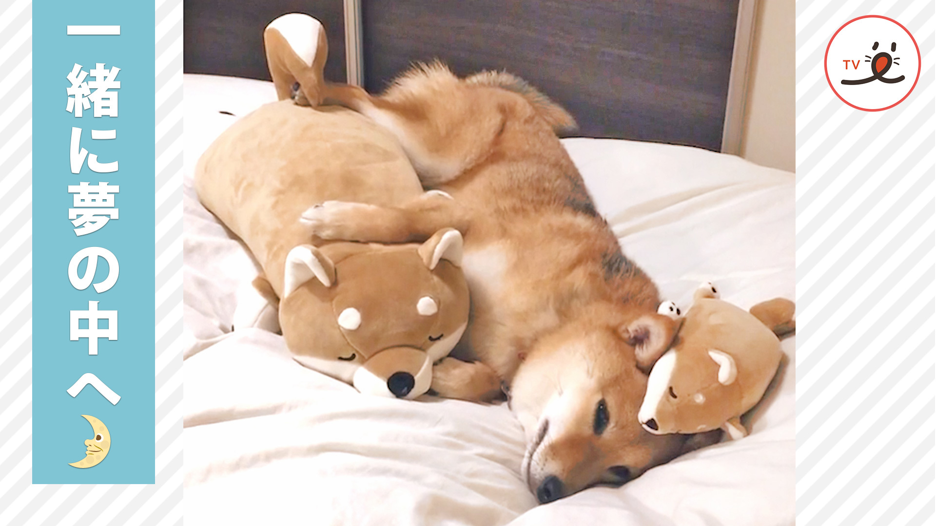 大好きなぬいぐるみと眠る柴犬さん♡