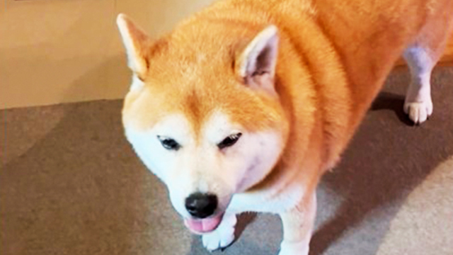 チキンがあると確信した源くん