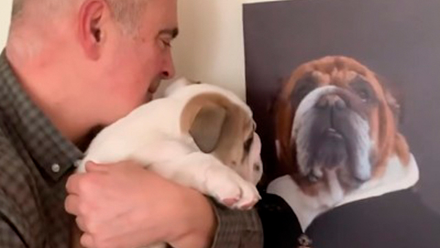 子犬に先住犬を紹介するパパさん